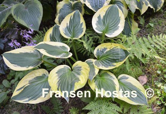 Hosta Anne